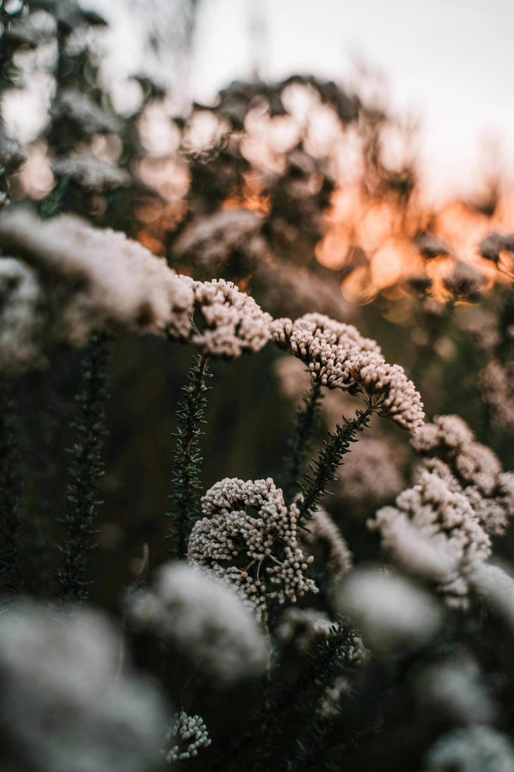 intervention psychosociale